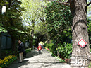 2013-04-16-shiba-koen-017