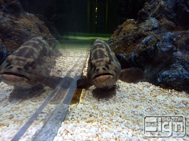 2013-05-17-oshiage-011