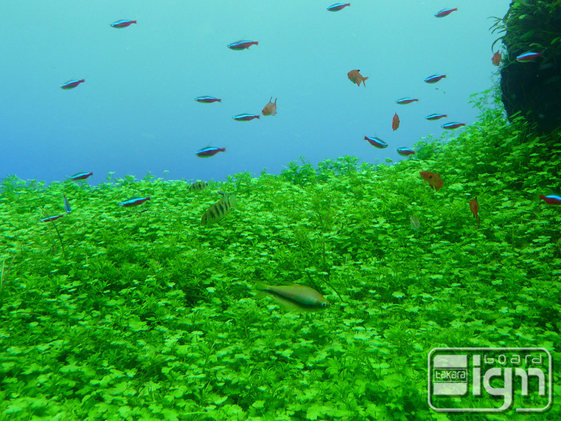 2013-05-17-oshiage-003