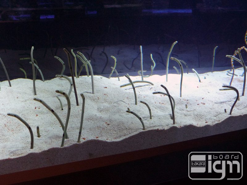 2013-05-17-oshiage-010